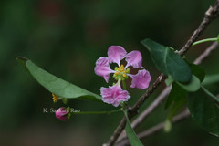 Malpighia glabra